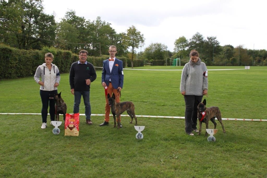 CH. Iberian pleasure De La Terre Des Flandres - 2ème Excellent ccf