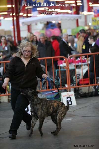 CH. Faith des Alfs de Louvignies - 1ère très bon - Meilleur Jeune