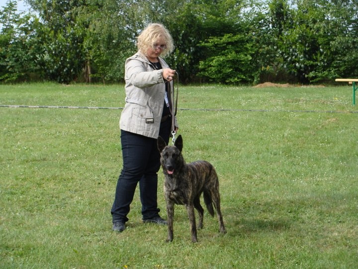 CH. Faith des Alfs de Louvignies - 2ème Excellent