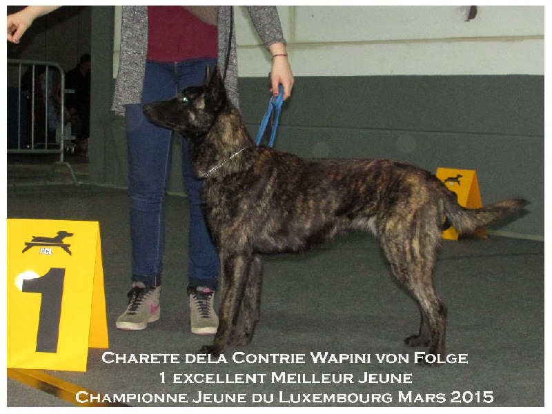 CH. Charete dela contrie wapini von folge - 1er Excellent Meilleur Jeune - Championne Jeune du Luxembourg