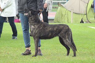 CH. Denfer (Sans Affixe) - 3ème Excellent cvf