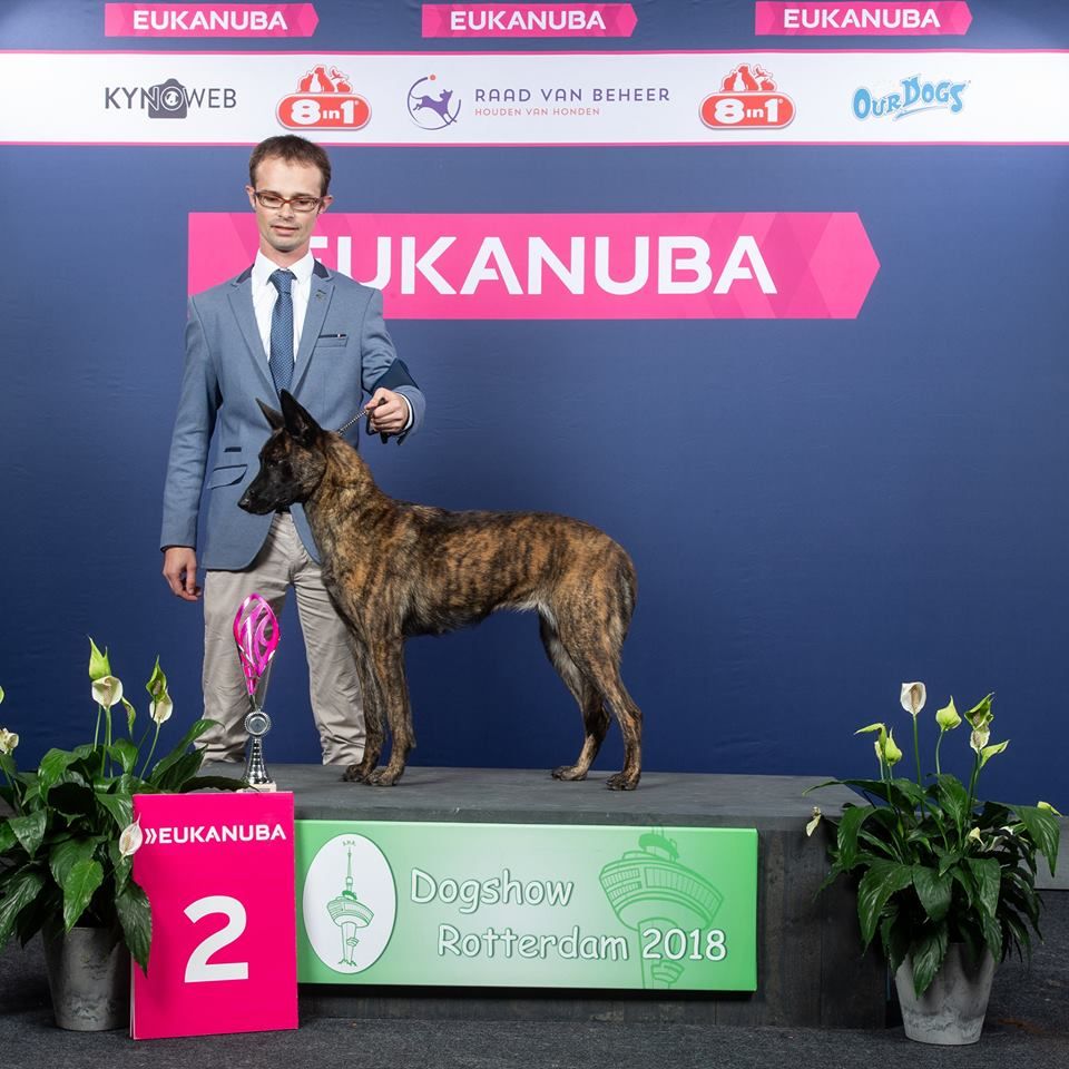 CH. Iberian pleasure De La Terre Des Flandres - 2ème BIS des chiens Néerlandais