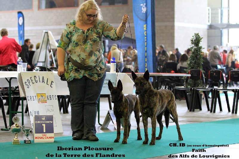 CH. Iberian pleasure De La Terre Des Flandres - 1er Très Prometteur - Meilleur Baby - Classe Baby