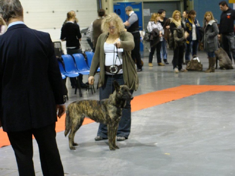 CH. Faith des Alfs de Louvignies - 1ère Excellent - CACS - Meilleur de race