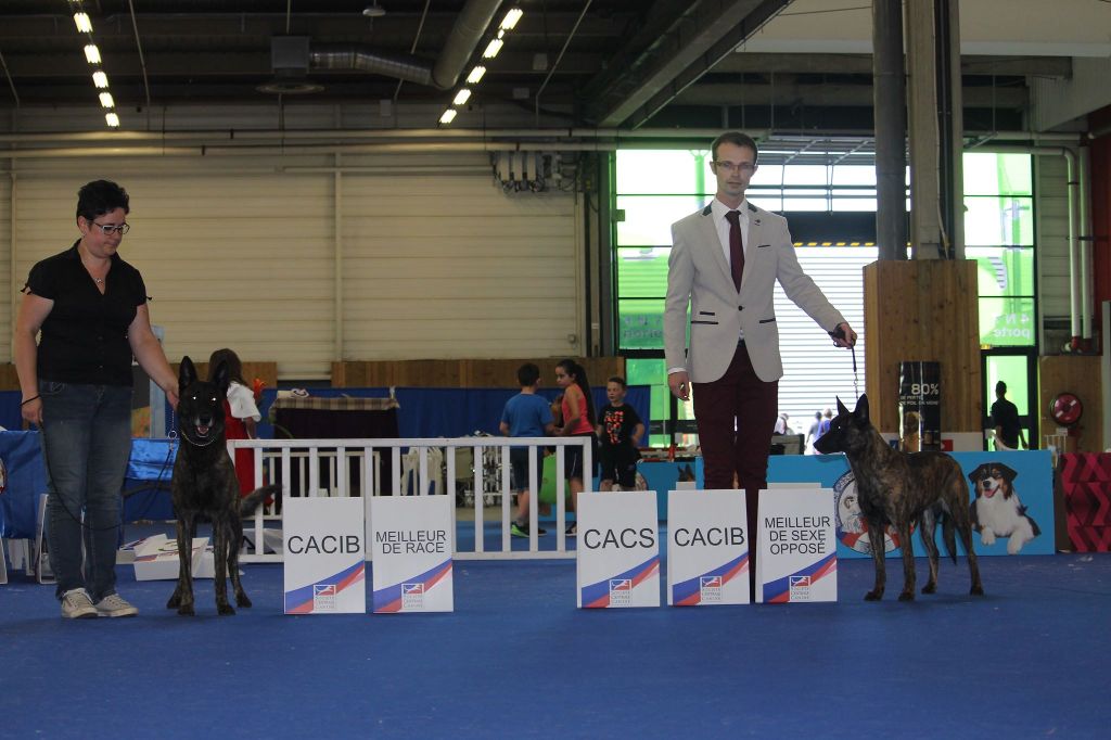 CH. Iberian pleasure De La Terre Des Flandres - 1er Excellent - CACS - CACIB - BOS