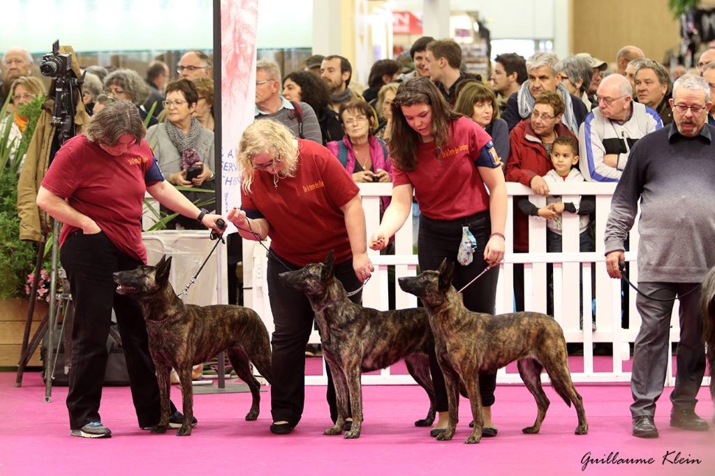 CH. Iberian pleasure De La Terre Des Flandres - Médaille de Bronze - Lot d'Affixe