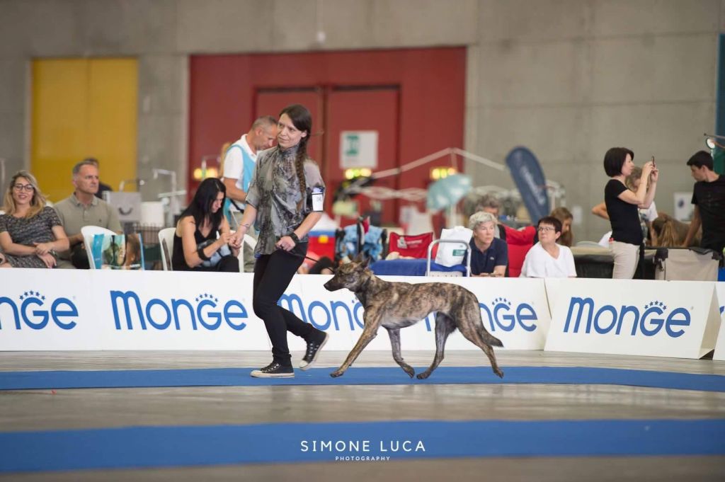 CH. Nunduine river De La Terre Des Flandres - 1er Excellent - Meilleur Jeune