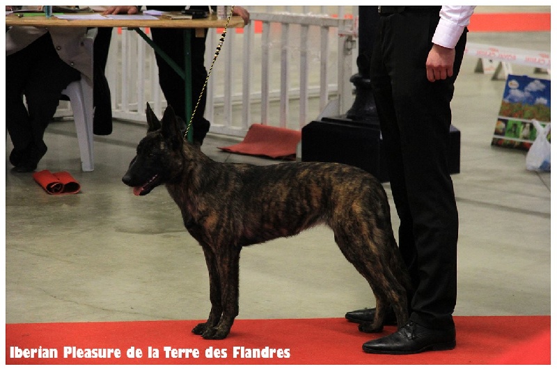 CH. Iberian pleasure De La Terre Des Flandres - 1er Très Prometteur - Meilleur Puppy - CPF