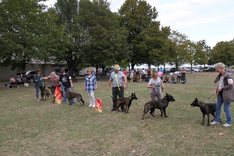 CH. Iberian pleasure De La Terre Des Flandres - 1er Lot d'affixe
