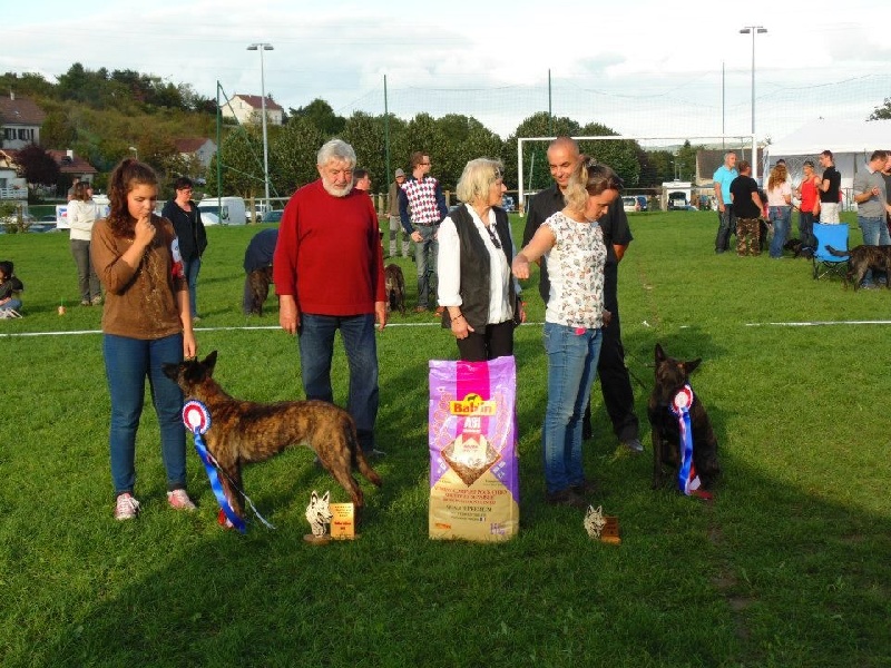 CH. Iberian pleasure De La Terre Des Flandres - 1er Excennt - CACS - BOB - Meilleur Bringé