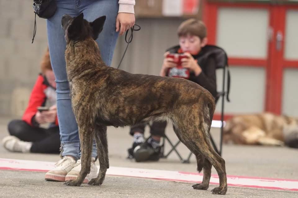 CH. Iberian pleasure De La Terre Des Flandres - Excellent - nc/6 - CCF