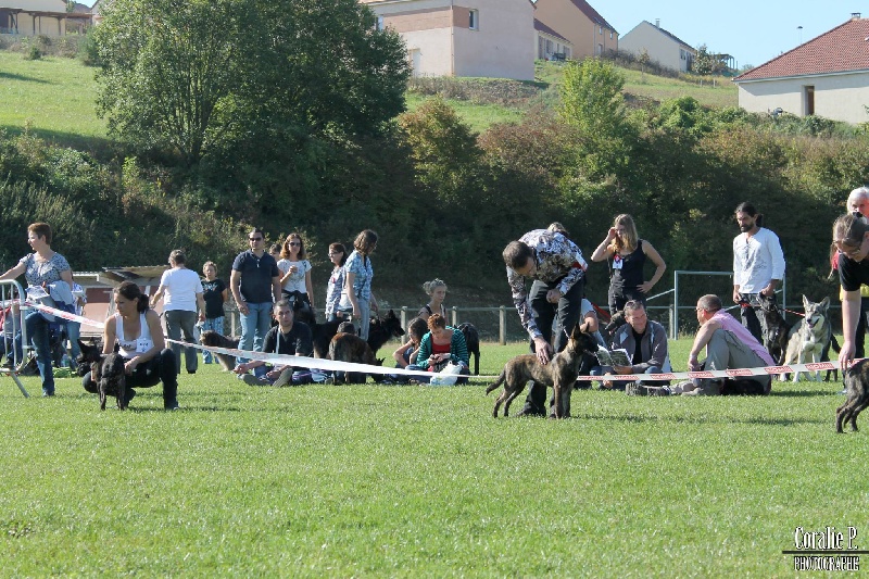 CH. Iberian pleasure De La Terre Des Flandres - 2ème Très Prometteur - Classe baby