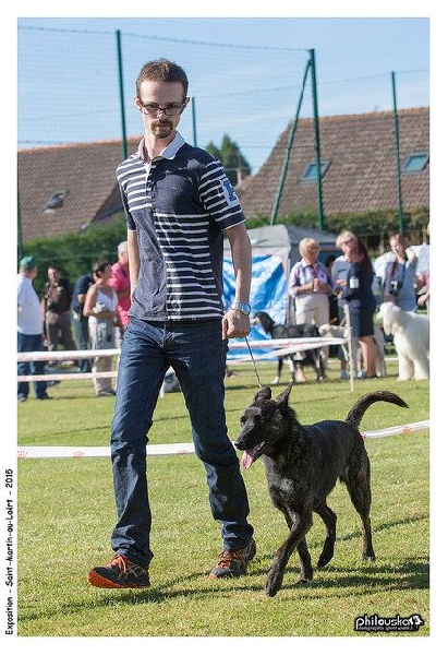 CH. Charete dela contrie wapini von folge - 1er Excellent - RCACS