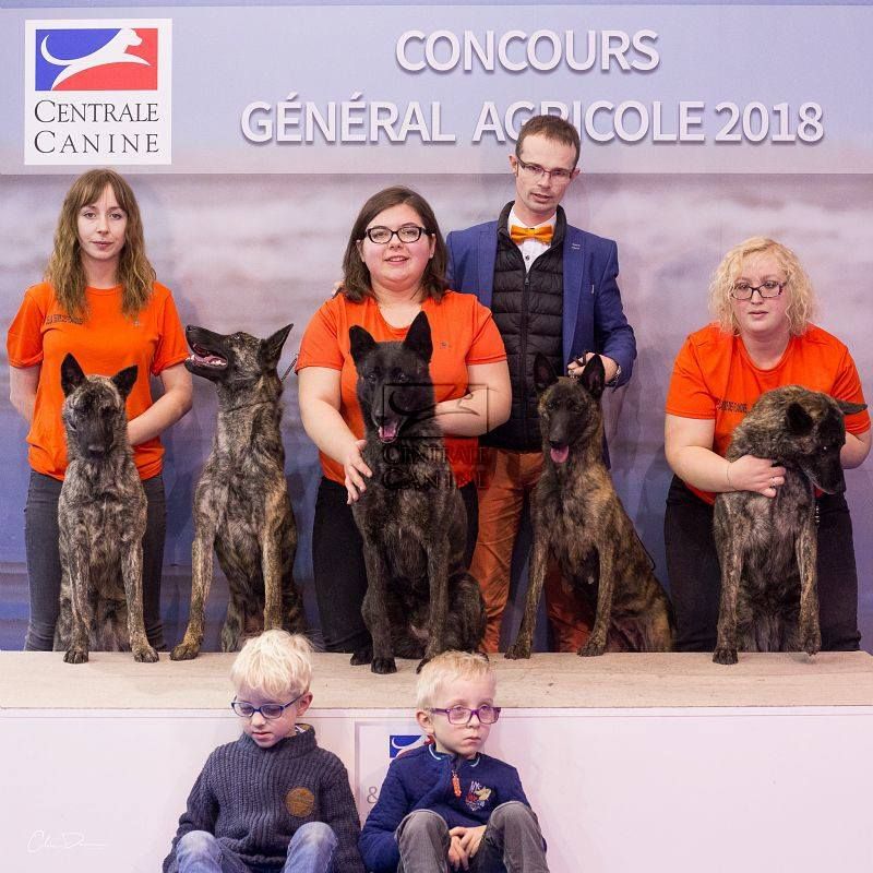 CH. Denfer (Sans Affixe) - Dans les 6 Meilleurs lot reproducteurs groupe 1