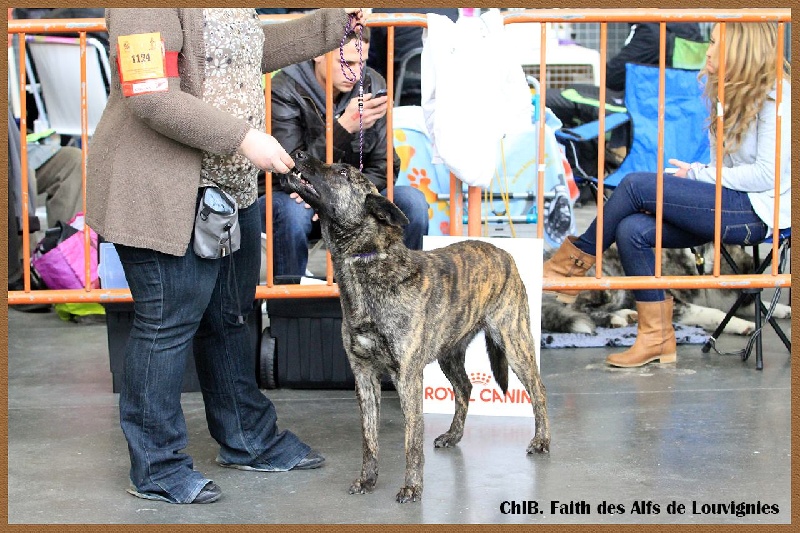 CH. Faith des Alfs de Louvignies - 1er Excellent - COF