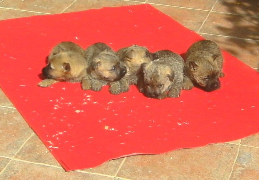 CHIOT - Cairn Terrier