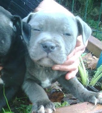 CHIOT - Staffordshire Bull Terrier