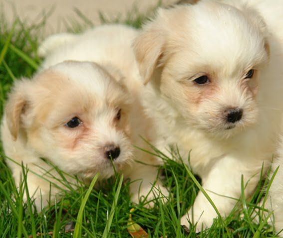 CHIOT - Coton de Tulear