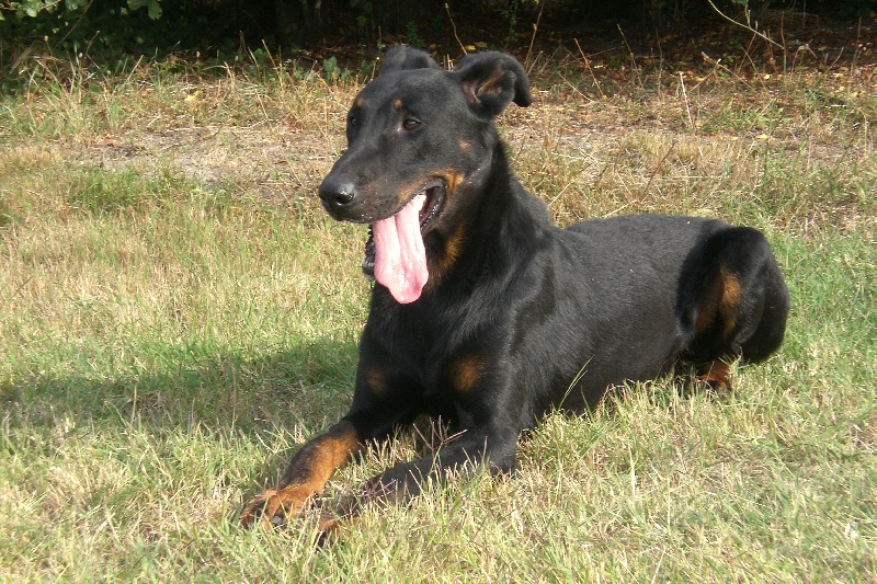 Publication : du domaine du Bois de Chartres Auteur : Véronique GARBAY