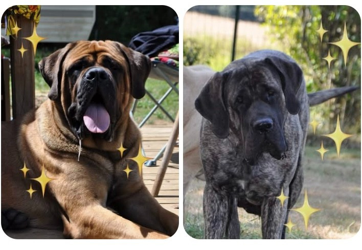 Mastiff - De Bel'eva
