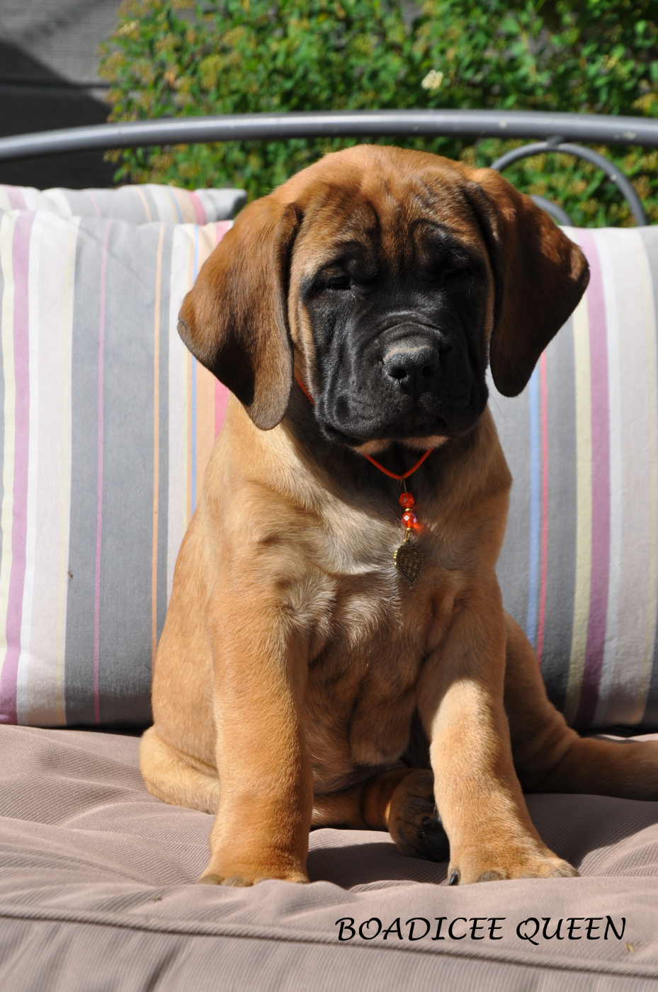 BOADICEE Queen - Mastiff