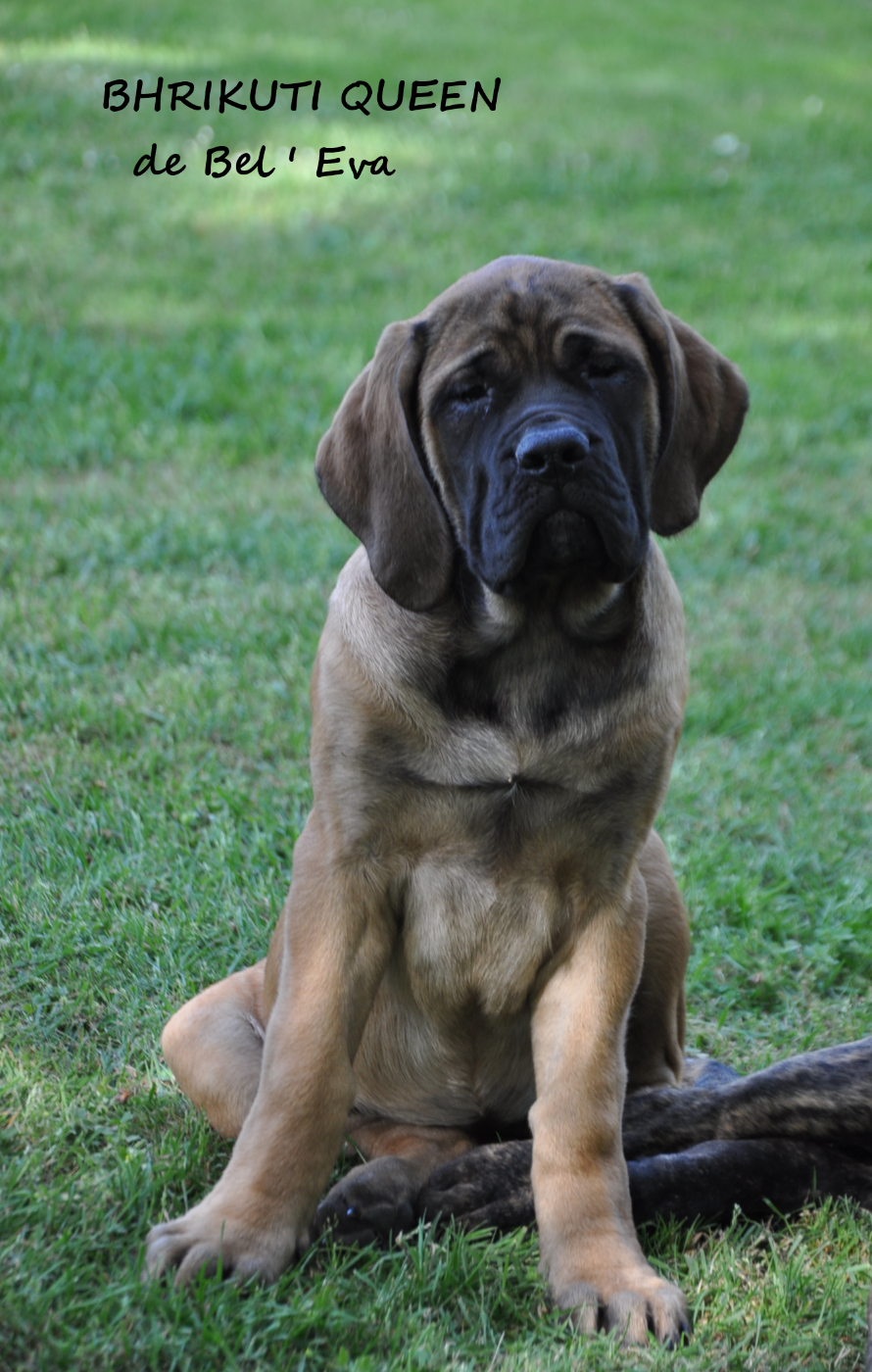 BHRIKUTI Queen - Mastiff