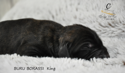 Les chiots de Mastiff