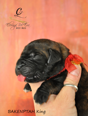 Les chiots de Mastiff