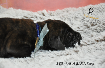 Les chiots de Mastiff