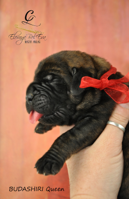 Les chiots de Mastiff