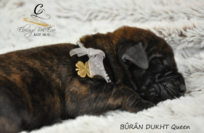 Les chiots de Mastiff