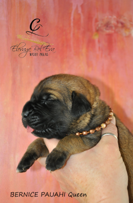 Les chiots de Mastiff