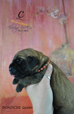 Les chiots de Mastiff
