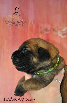 Les chiots de Mastiff