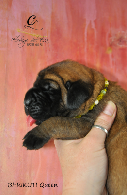 Les chiots de Mastiff