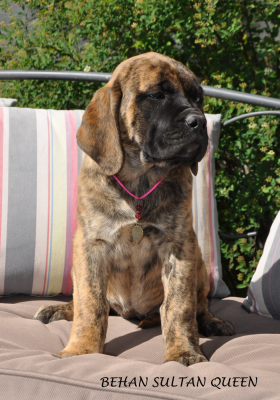 BEHAN SULTAN Queen - Mastiff