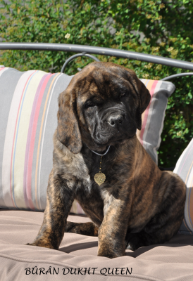 BÛRÂN DUKHT Queen - Mastiff