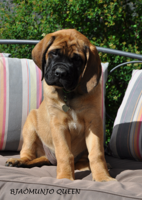 BJAÔMUNJO Queen - Mastiff