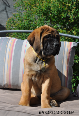 Les chiots de Mastiff