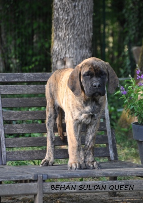 Les chiots de Mastiff