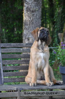 Les chiots de Mastiff
