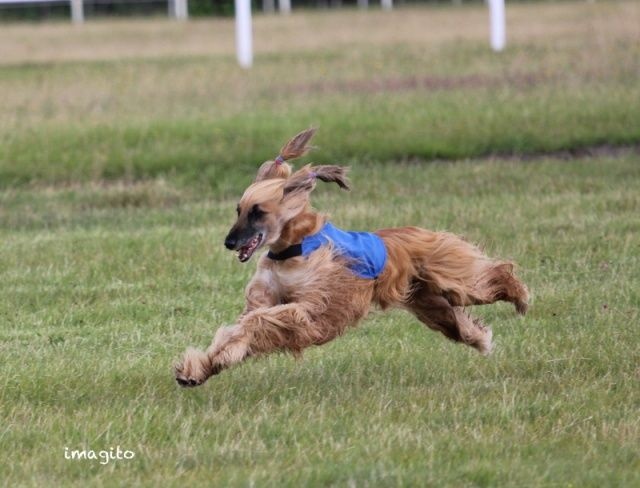 Lsp dolcevita de la Cour des Tamaris - RCACP - 2ème/4 - 349 pts - Excellent.