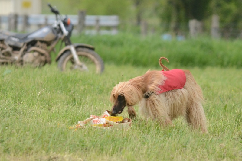 Lsp dolcevita de la Cour des Tamaris - RCACP - 2ème/7 - 48 pts - Excellent.