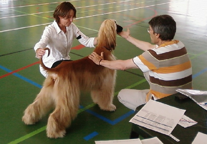 Lsp dolcevita de la Cour des Tamaris - CACS - 1er Excellent - classe ouverte.