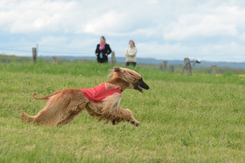 Lsp dolcevita de la Cour des Tamaris - 3ème/16 - 104 pts - Excellent.