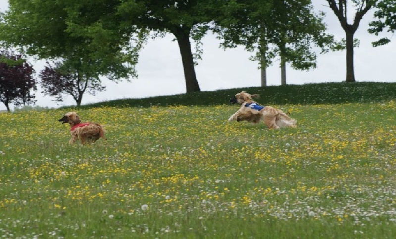 Lsp dolcevita de la Cour des Tamaris - 3ème/6 - 42 pts - Excellent.