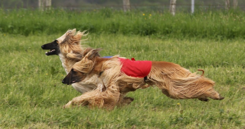 Lsp dolcevita de la Cour des Tamaris - RCACP - 2ème/6 - 47 pts - Excellent.