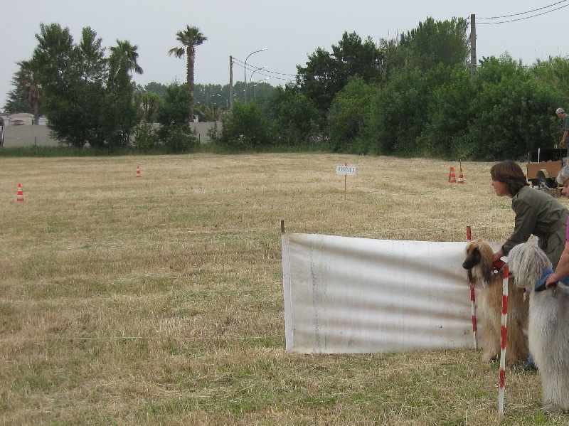Lsp dolcevita de la Cour des Tamaris - 3ème ex aequo - Excellent - 27 pts - 4 partants.