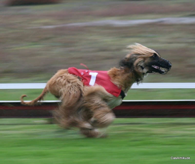 Lsp dolcevita de la Cour des Tamaris - TB - 41' 904