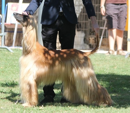 Lsp dolcevita de la Cour des Tamaris - 1ère Excellent Classe Travail Inter - RCACS et RCACIB.